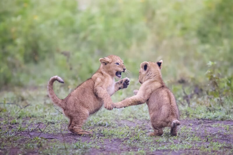 Two lion cubs playfully stand on their hind legs facing each other, appearing to hold paws and interact energetically on grassy ground, with a blurred green background.