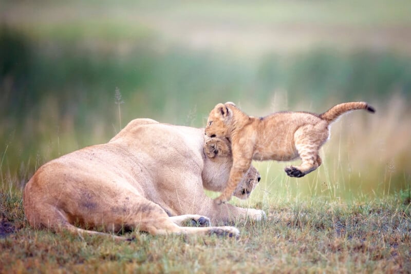 A lioness lies on the grass while a playful lion cub leaps onto her head, mid-air, in a natural outdoor setting with blurred green background.