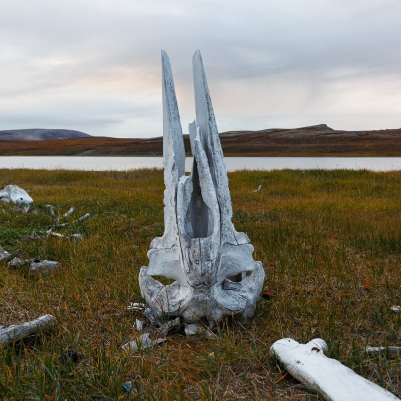A large, weathered whale skull stands upright on grassy ground near a calm lake, with scattered bones around and barren hills in the background under a cloudy sky.