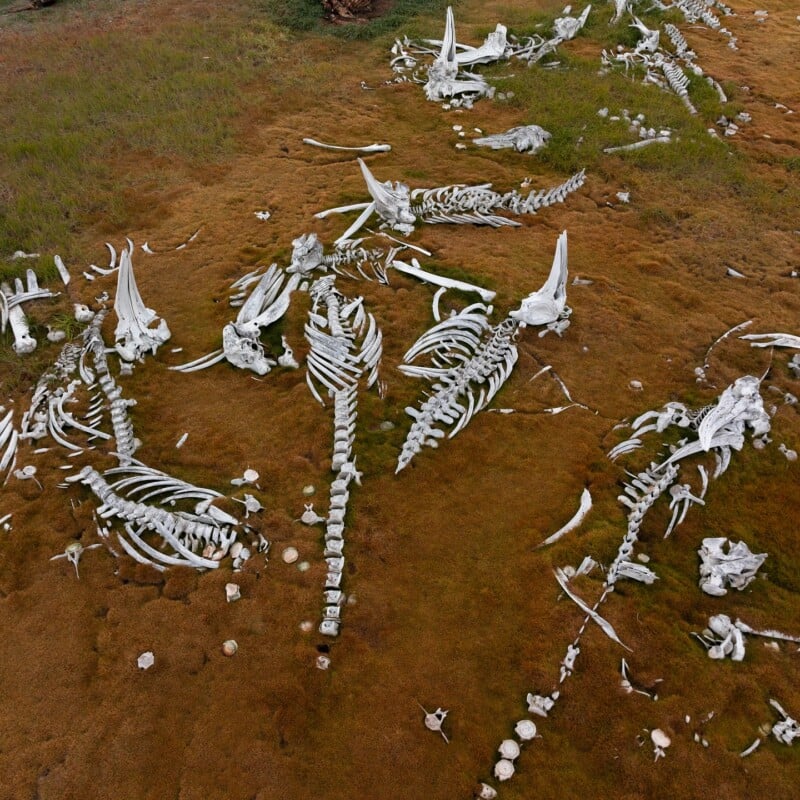 Aerial view of several large animal skeletons, possibly whale remains, scattered across a brown grassy landscape. The bones are white and prominently visible against the earth.