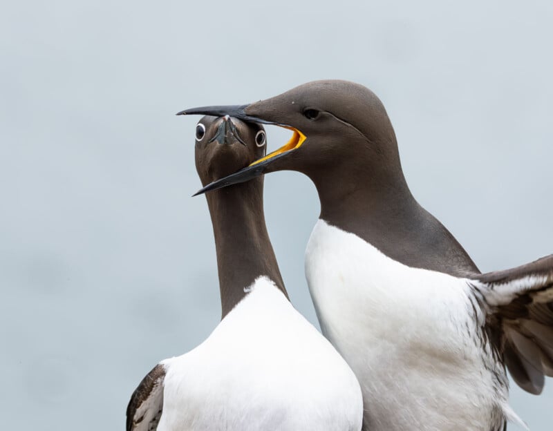 Two guillemots interact closely; one bird faces the camera with wide eyes while the other touches its beak to the first bird's head against a plain gray background.