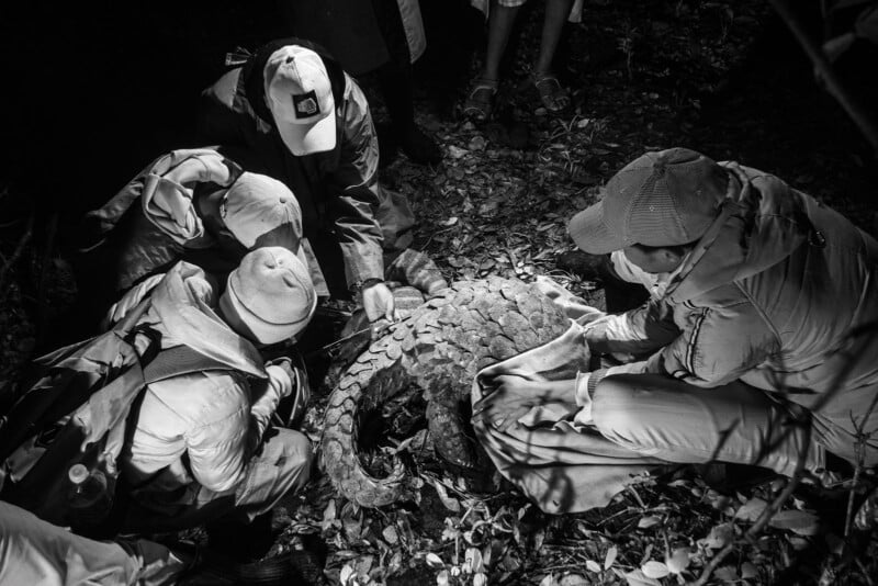Four people in outdoor clothing and hats crouch around a large pangolin in a forest, examining it closely. The scene is in black and white, with leaves covering the ground and shadows cast by trees and people.