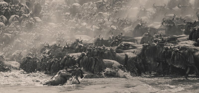 Una gran manada de ñus corre a través de un río, salpicando agua mientras migran. El lugar estaba lleno de animales y el aire estaba lleno de polvo. La imagen está en blanco y negro.