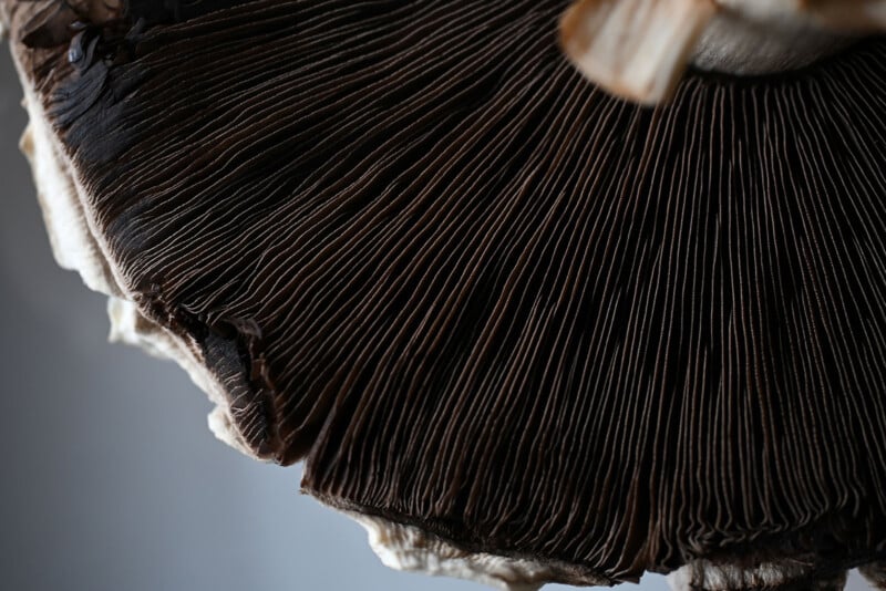 Close-up view of the dark brown gills on the underside of a mushroom cap, showing detailed lines and textures.