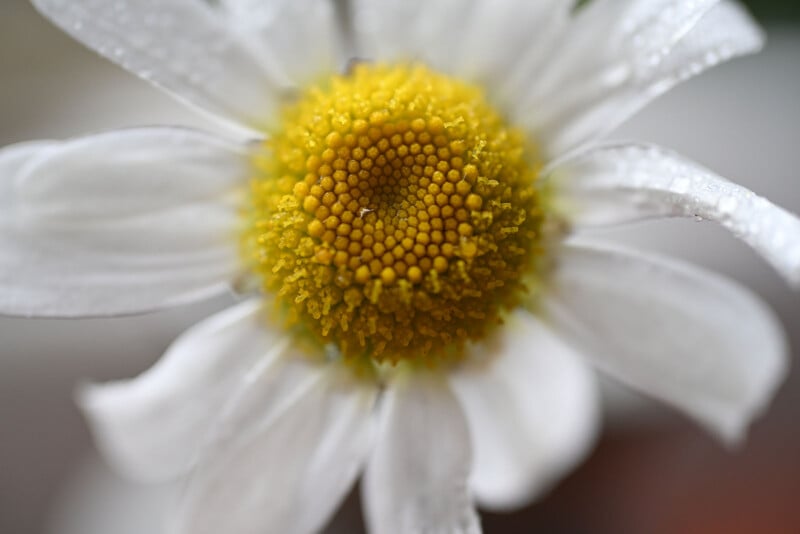 Close-up of a white daisy with a bright yellow center, showing detailed textures of the petals and the central disk. The image has a soft, blurred background.
