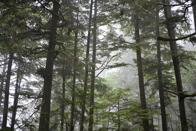 Tall pine trees in a dense, misty forest with green foliage and branches. Soft fog creates a hazy, atmospheric background, giving the scene a serene and tranquil feeling.