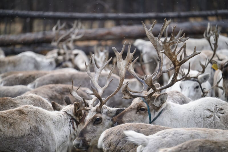 A close-up view of a large group of reindeer with antlers crowded together inside a wooden enclosure. The animals have mottled brown and white fur and are facing various directions.