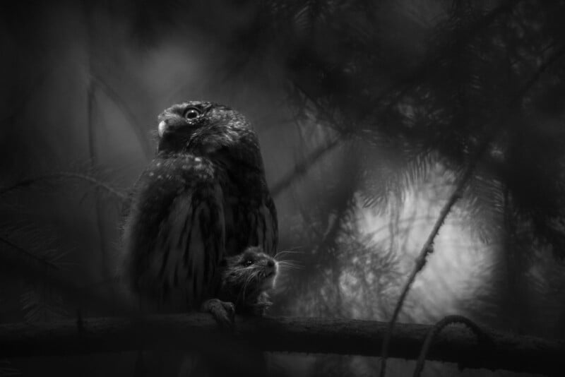 A black and white photo of an owl perched on a branch, holding a small rodent in its talons, surrounded by blurred tree branches and foliage in the background.
