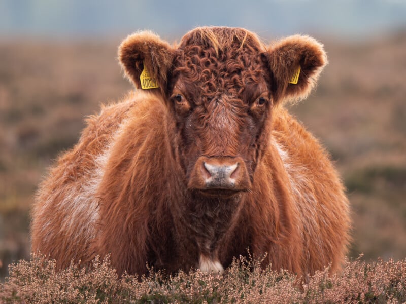 A brown and white cow with curly fur and yellow ear tags stands in a field, facing the camera. The background is blurred, highlighting the cow’s expressive face and thick coat.