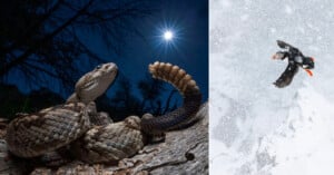 A rattlesnake coiled on a rock under a starry night sky with the moon shining, alongside a puffin flying through falling snow on the right side of the split image.