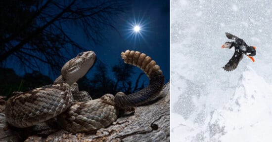 A rattlesnake coiled on a rock under a starry night sky with the moon shining, alongside a puffin flying through falling snow on the right side of the split image.