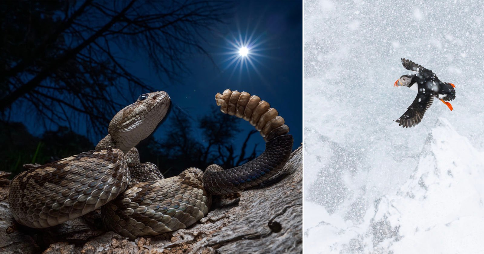 A rattlesnake coiled on a rock under a starry night sky with the moon shining, alongside a puffin flying through falling snow on the right side of the split image.