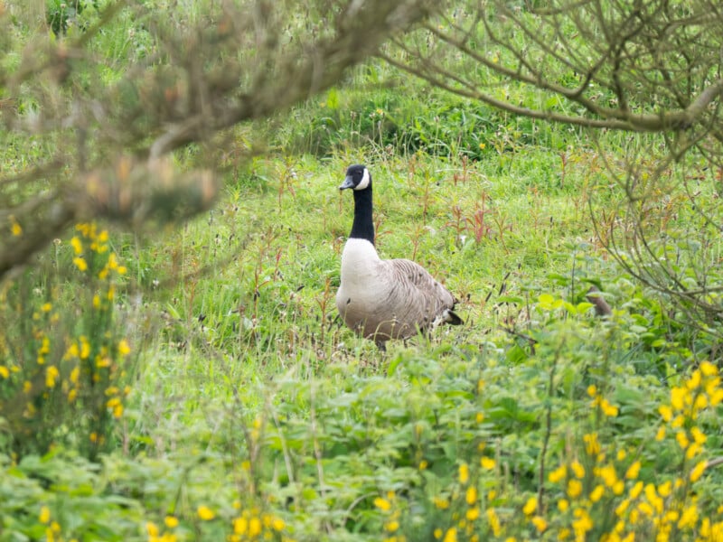 A Canada goose sits on a grassy field surrounded by green plants and yellow wildflowers, with tree branches framing the scene.