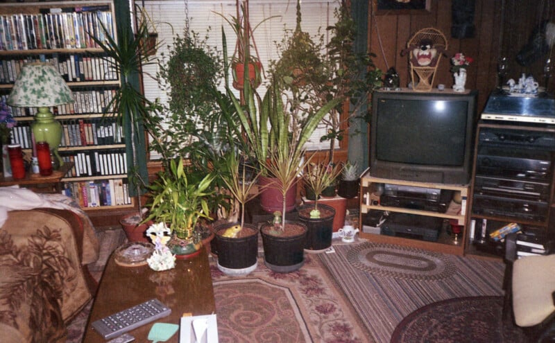 A cozy living room with potted plants in front of a window, a TV on a wooden stand, bookshelves filled with books and DVDs, a coffee table with decorations, and patterned rugs on the floor.