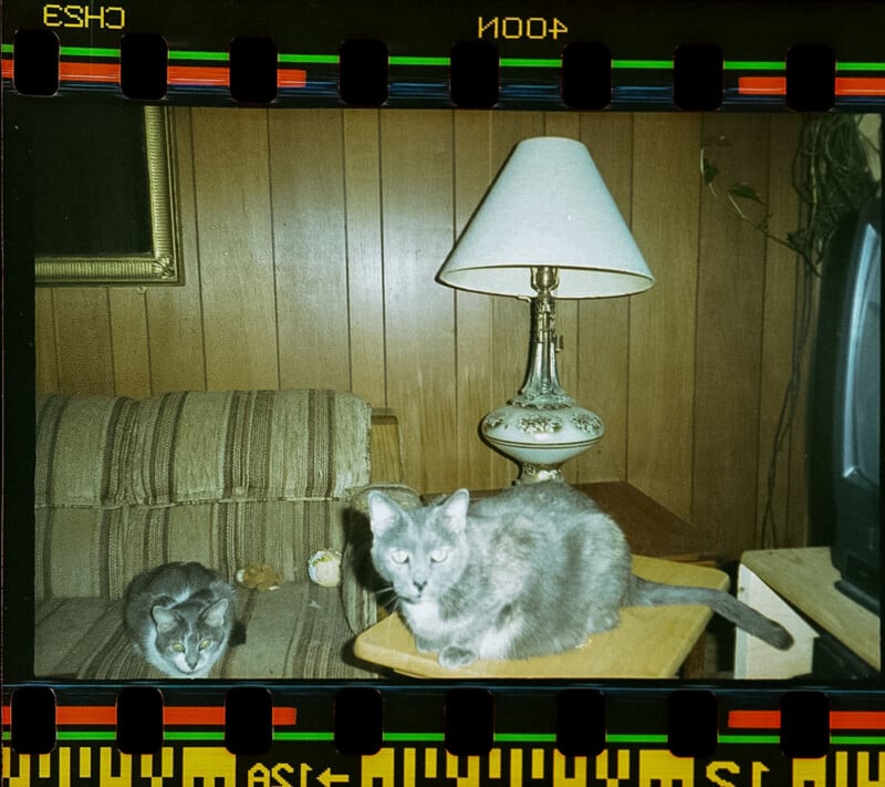 Two gray cats are in a living room with wood-paneled walls—one on a striped couch, the other on a wooden TV tray. A lamp and part of a TV are visible. The image has a film strip border.