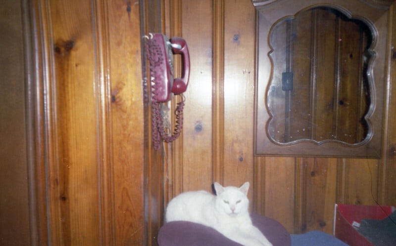 A white cat rests on a purple cushion in front of wood-paneled walls. A vintage red rotary phone hangs on the wall, and a wooden-framed mirror is also visible.