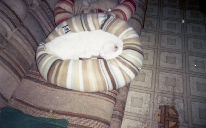 A white cat is sleeping in a beige and brown striped pet bed on a striped couch. The couch and tiled floor are visible, with some small objects in the corner of the image.