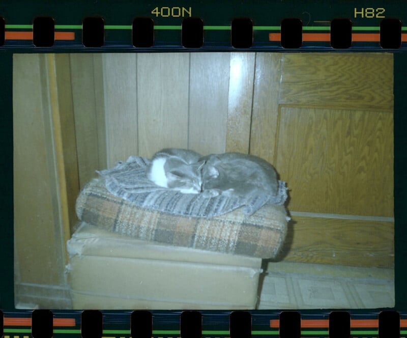 Two cats sleep curled up together on a plaid cushion with a gray blanket, placed on top of a cardboard box in a wood-paneled room. The image has visible film sprocket holes around the edges.