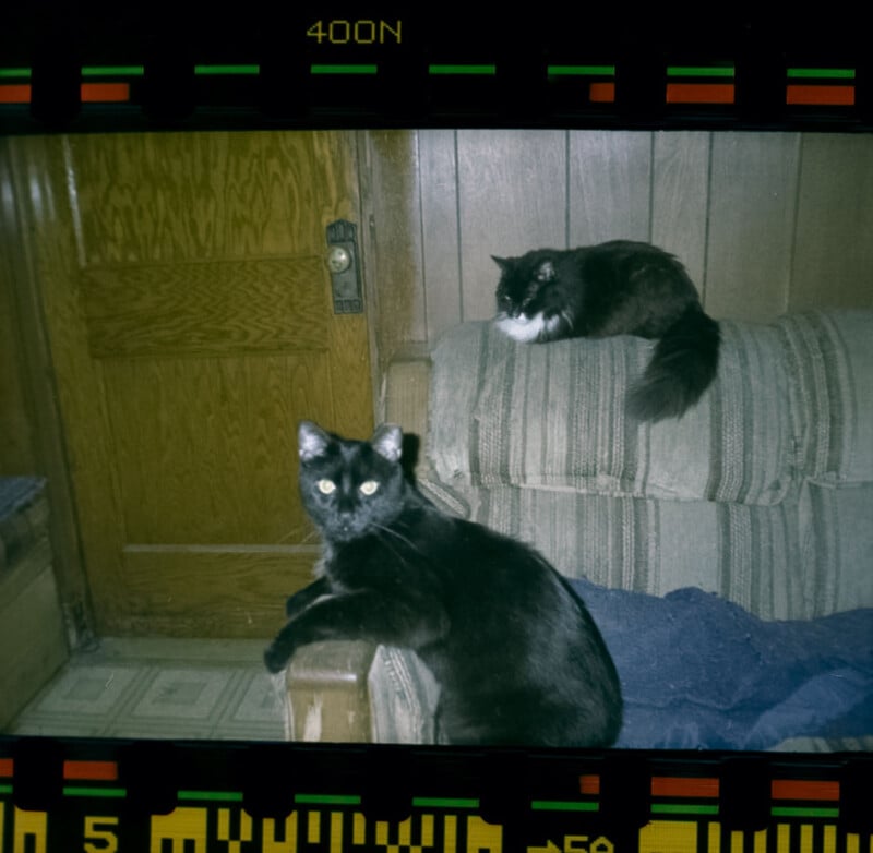 Two cats relax in a cozy room with wood-paneled walls. One black cat lounges on a striped couch arm, while a fluffy tuxedo cat rests on the couch cushion behind it. Film borders frame the image.