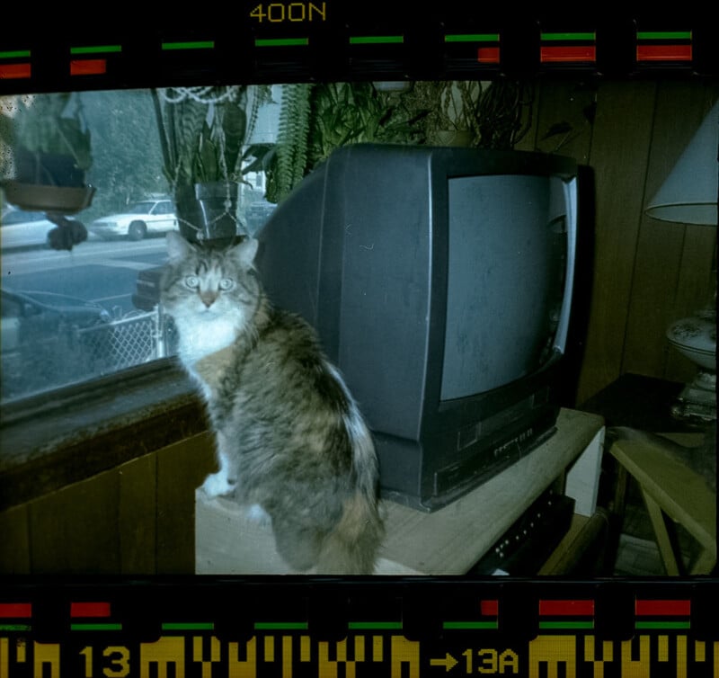 A fluffy gray and white cat sits on a table beside an old box-style TV, looking out a window. Various plants hang above, and sunlight filters through the glass. The scene has a nostalgic, film-photo appearance.