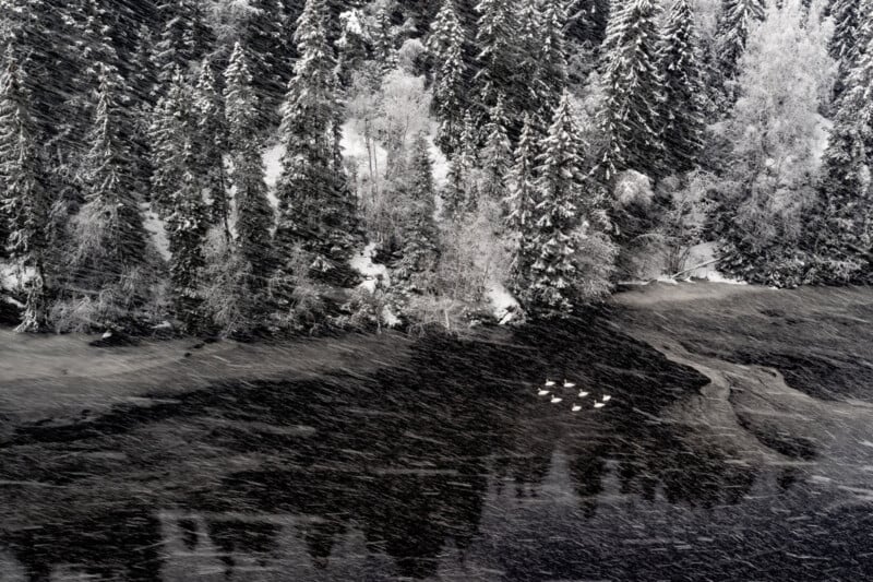 A snowy forest lines the edge of a dark river. Snow falls heavily, and a small group of swans swims together near the riverbank. Pine trees are dusted with snow, creating a wintry scene.