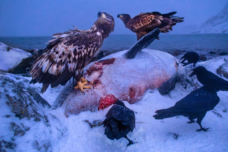 Two eagles and two crows feed on the carcass of a large animal, possibly a whale, lying on snowy ground near a body of water, with snow-covered rocks and hills in the background.