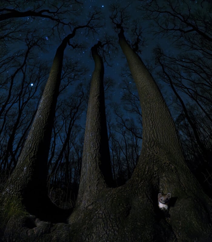 Tall, leafless trees stretch into a starry night sky, seen from below. At the base of a tree in the foreground, a small animal, possibly a possum, peeks out from a hole in the trunk.