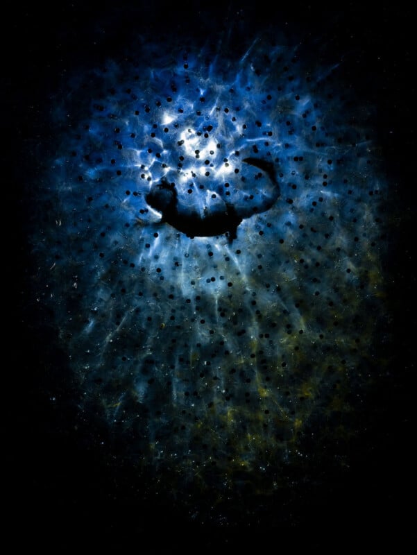 A silhouette of a scorpion is seen against a glowing blue, textured background, with light radiating outward and creating a starry effect around the shadowy figure.