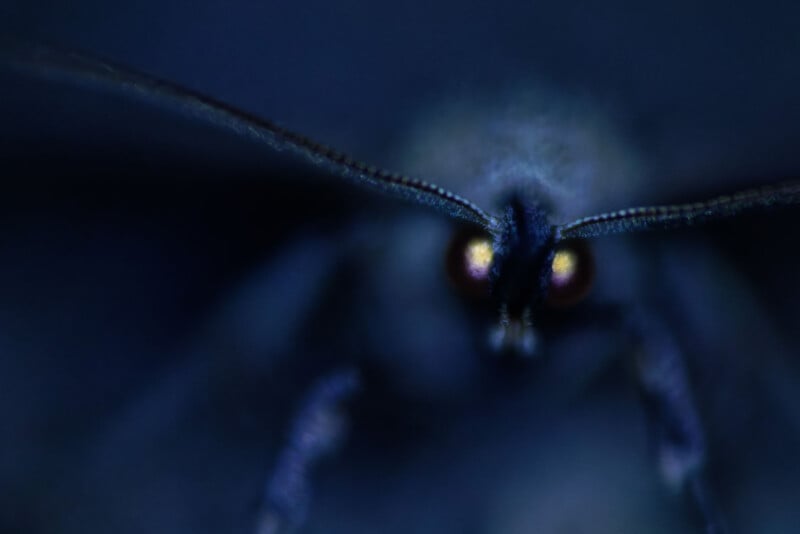 Close-up macro photo of a moth in low light, showing its antennae and glowing yellow eyes, with most details fading into a dark blue, shadowy background.