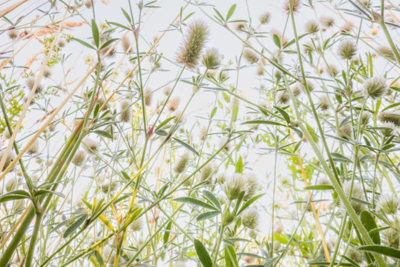 Close-up view from below of tall grasses and fluffy seed heads against a bright sky, with green stems and leaves filling the frame, creating a textured, natural scene.
