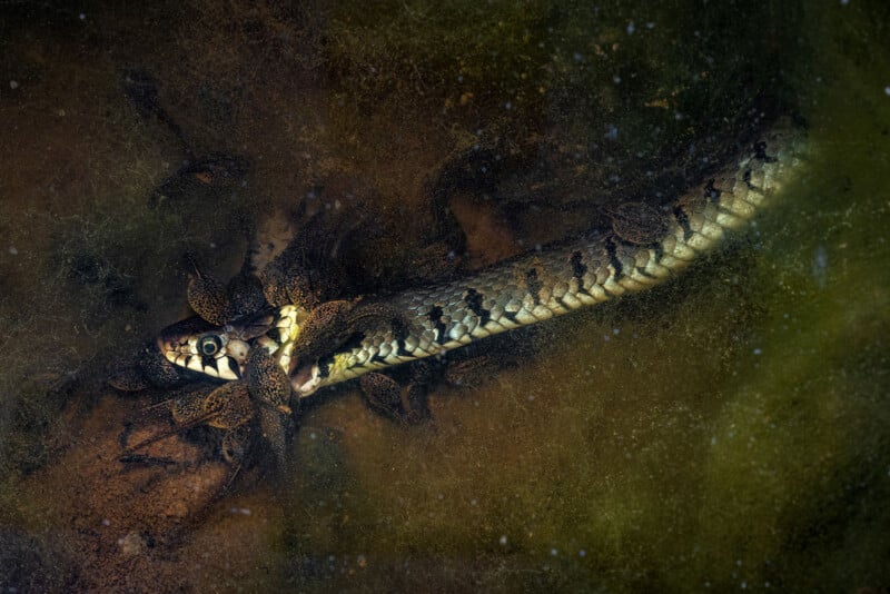 A snake submerged in murky water is being attacked by several small, dark leeches clinging to its body, especially around its head and sides. The snake’s pattern is visible through the water.