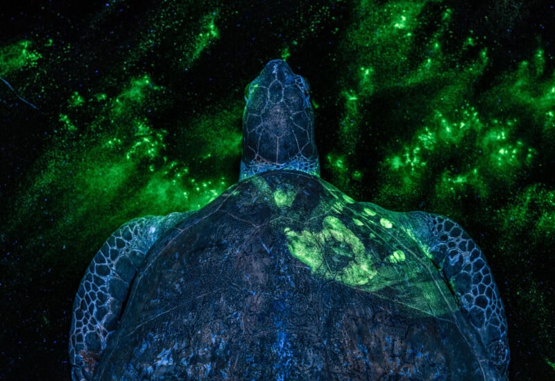 A sea turtle seen from above glows with green bioluminescence against a dark, star-like underwater background illuminated by neon green lights.
