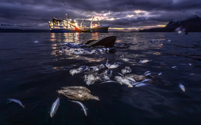 A whale feeds among dead fish floating on the ocean’s surface at dusk, with a fishing boat illuminated in the background and dark clouds overhead.
