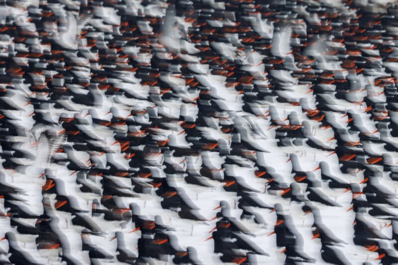 A large flock of black and white birds with orange beaks standing closely together on a snowy surface, some in motion creating a blurred effect.