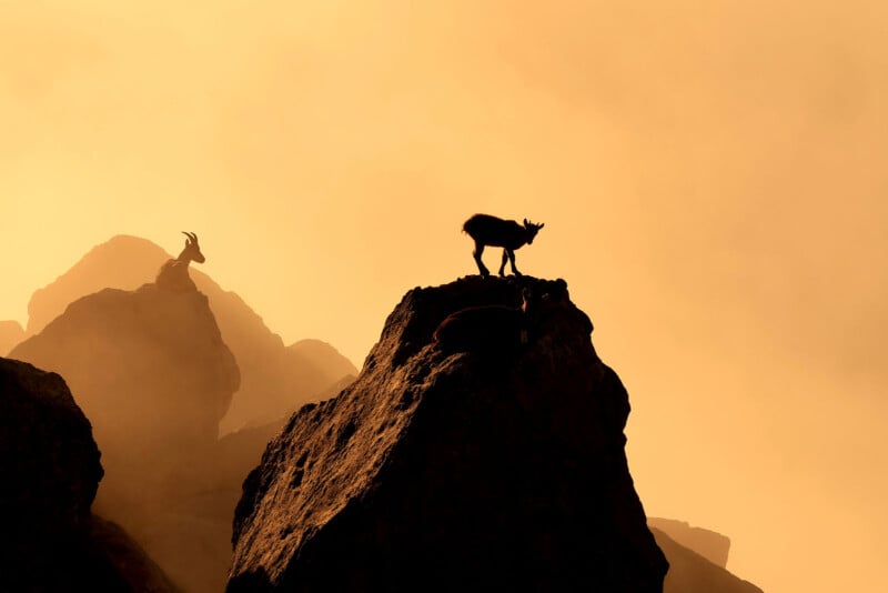 Silhouettes of two mountain goats stand on rocky peaks against an orange, misty sky, with one goat in the foreground and another in the background.