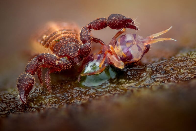 A close-up macro image of a small, reddish-brown pseudoscorpion gripping a translucent prey insect with its large pincers on a textured surface.