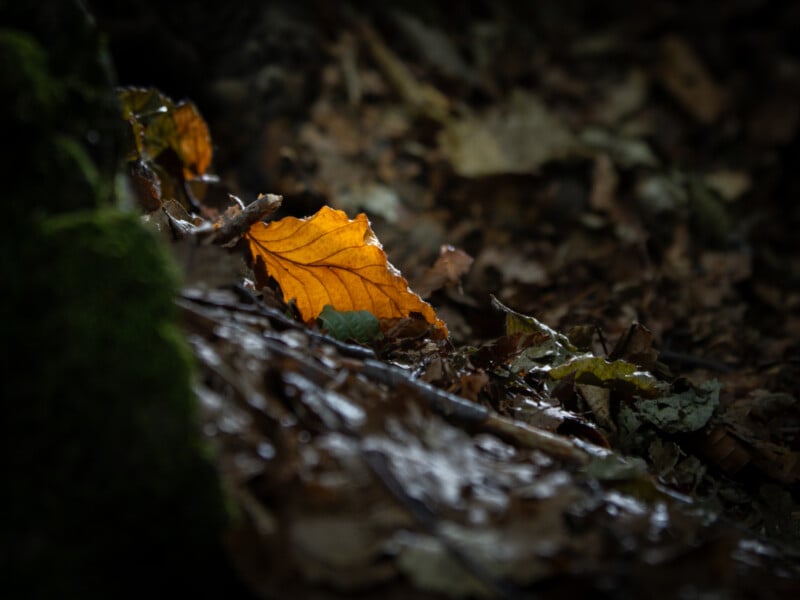 A single orange leaf lies on the forest floor, illuminated by a shaft of light amid darker, out-of-focus leaves and earth in the background.