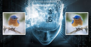 A digital illustration of a human head silhouette with glowing numbers and circuitry, flanked by two identical photos of a bluebird perched on a branch on either side.