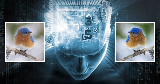 A digital illustration of a human head silhouette with glowing numbers and circuitry, flanked by two identical photos of a bluebird perched on a branch on either side.