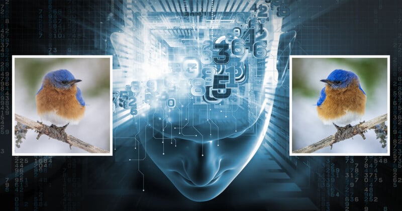 A digital illustration of a human head with circuitry, flanked by two identical photos of a bluebird.