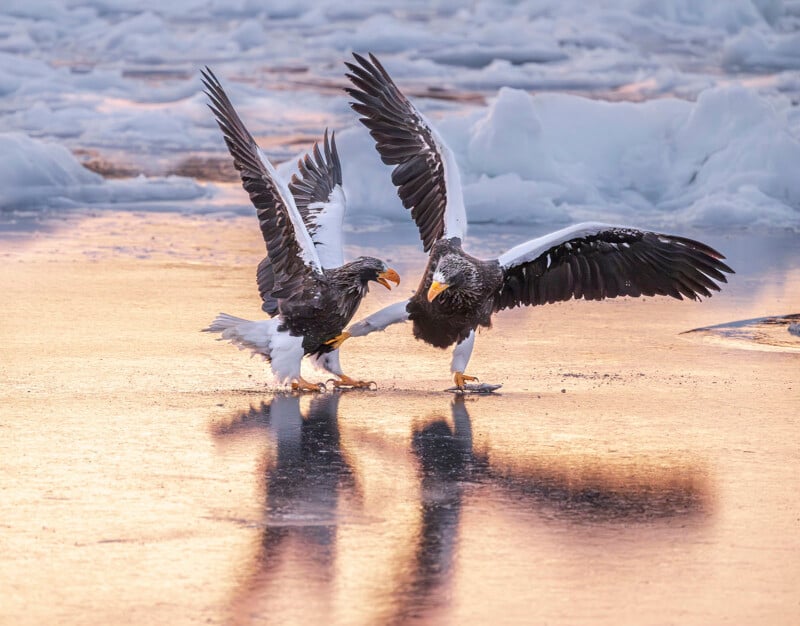 Two large eagles with dark feathers and white tails face each other on an icy surface, wings spread wide, reflected in the golden light of sunset with snow and ice in the background.