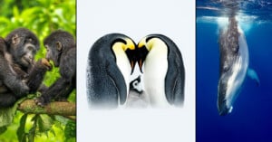 Three panels: left, two young gorillas touch hands in a green forest; center, two emperor penguins face each other with a chick between them; right, a humpback whale swims underwater in blue ocean.