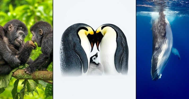 Three panels: left, two young gorillas touch hands in a green forest; center, two emperor penguins face each other with a chick between them; right, a humpback whale swims underwater in blue ocean.