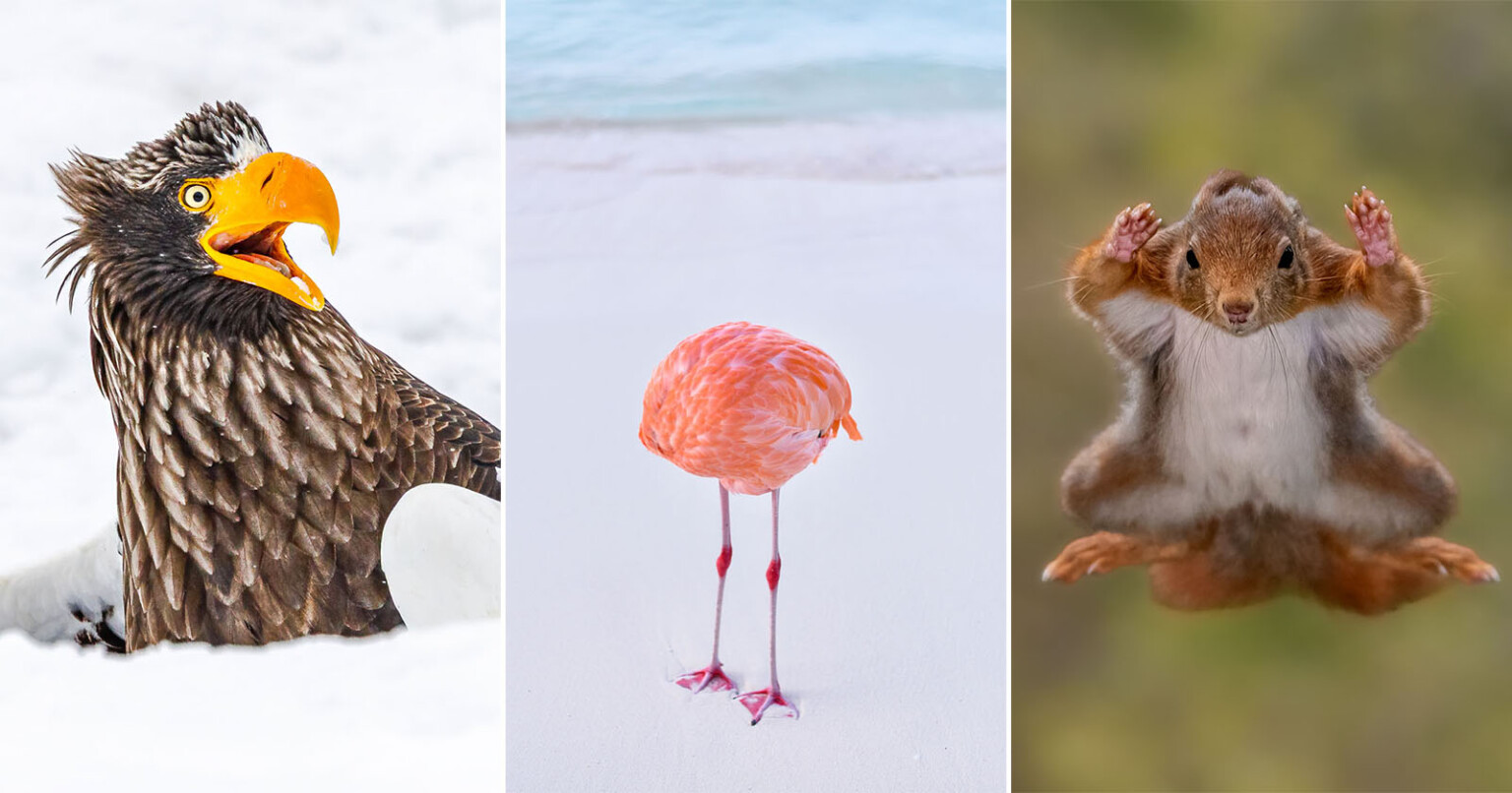The 40 Hilarious Photo Finalists for the 2025 Nikon Comedy Wildlife