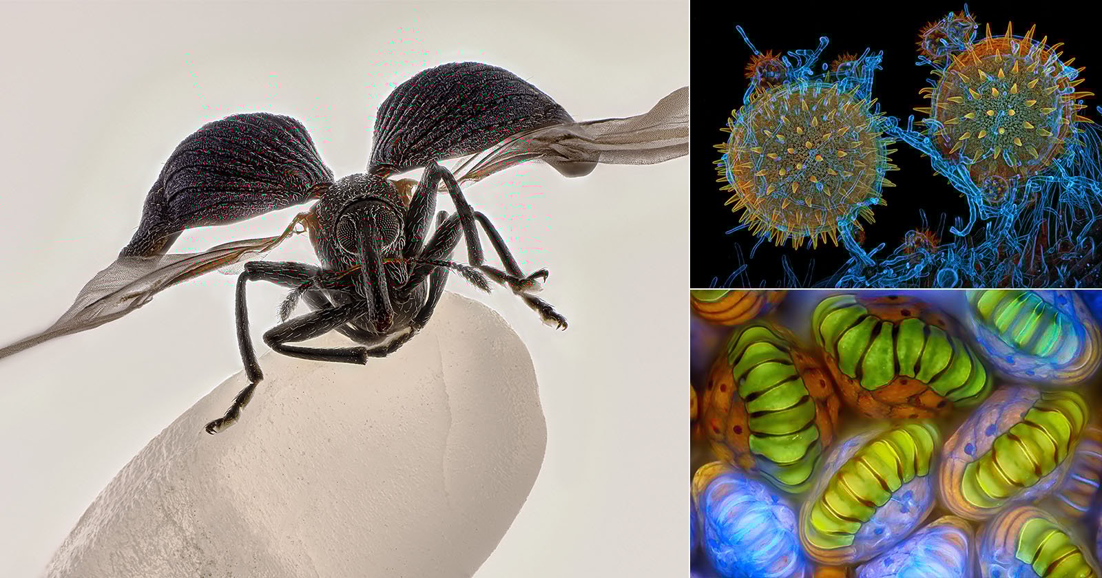 A collage with a close-up of a winged ant on a white surface (left), spiky pollen grains under a microscope (top right), and colorful magnified plant cells (bottom right), all highly detailed.