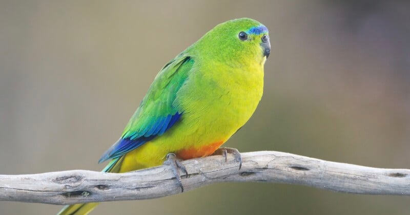 A bright green and yellow parrot with blue wing feathers and a hint of orange sits perched on a light-colored branch against a soft, blurred background.