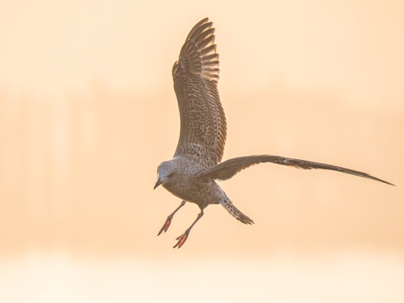 A seagull with outstretched wings glides through the air against a soft, golden background, lit by the warm light of sunrise or sunset.