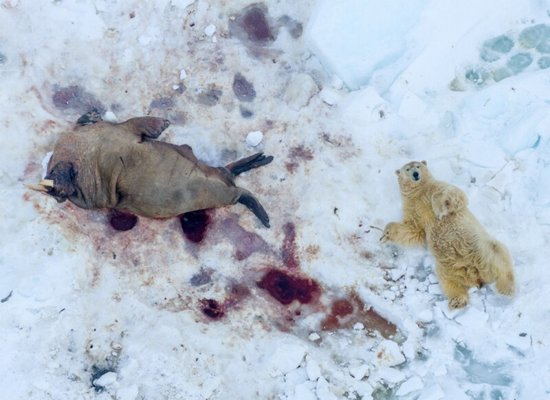 Un oso polar se encuentra en la nieve, y un oso se encuentra en él.