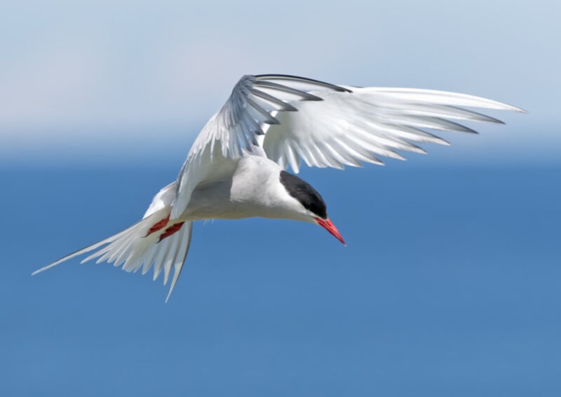 A white bird with a black cap and red beak, likely an Arctic tern, hovers in mid-air with wings spread wide against a blurred blue background, possibly the sky or ocean.