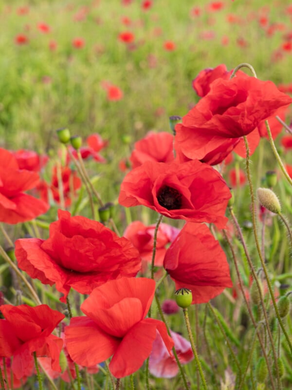 A close-up of vibrant red poppies blooming in a field, with soft green grass and more poppies blurred in the background.